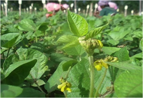 Flowering Stage